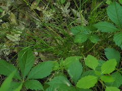 Poa alsodes, photograph (c) Summit Metro Parks, some rights reserved (CC BY)
