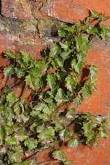 Campanula poscharskyana