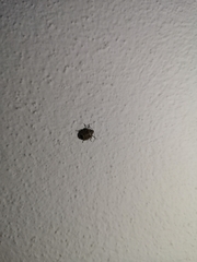 Holcogaster fibulata