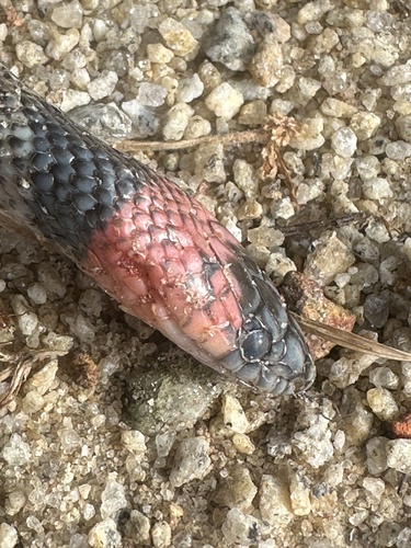 Brazilian False Coral Snake