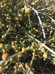 Tracheophyta