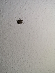 Holcogaster fibulata