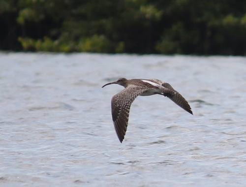 iNaturalist image