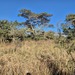 Acacia erythrantha