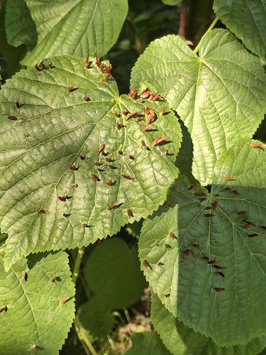 Red Nail Gall Mite