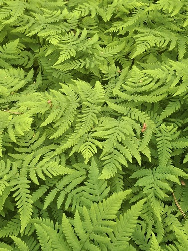 northern oak fern