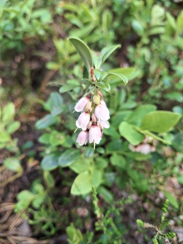 Lingonberry