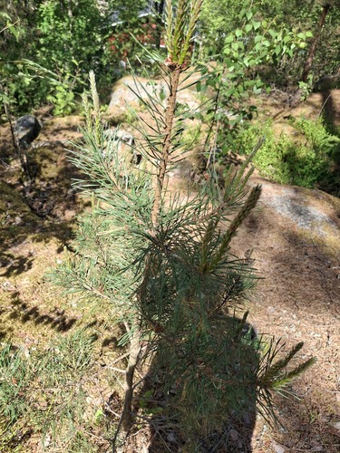 Scots pine