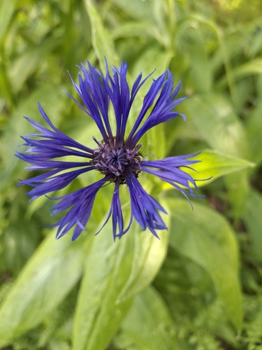 Perennial Cornflower