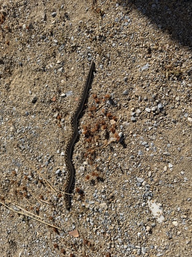 Javelin Sand Boa