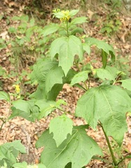 Smallanthus uvedalia