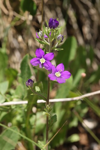 Common Venus'-looking-glass
