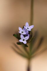 (c) Antoine Thivolle, some rights reserved (CC BY) Asperula arvensis, photograph (c) Antoine Thivolle, some rights reserved (CC BY)