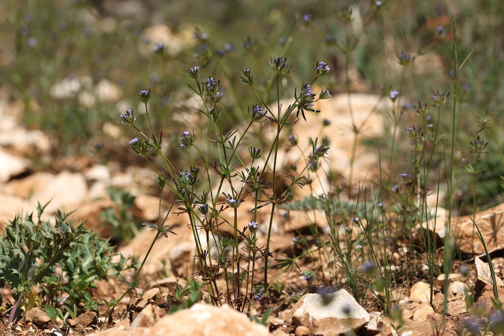 Asperula arvensis; photograph (c) Antoine Thivolle, some rights reserved (CC BY)