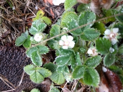 Potentilla micrantha