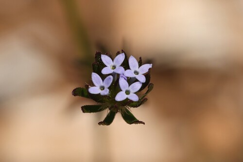 Asperula arvensis, photograph 2