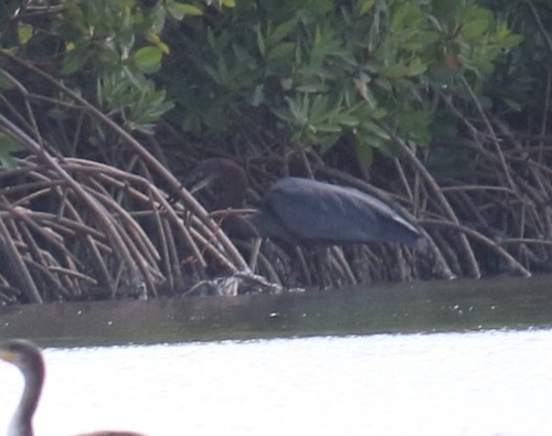 iNaturalist image