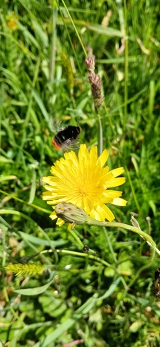 Red-tailed Bumble Bee