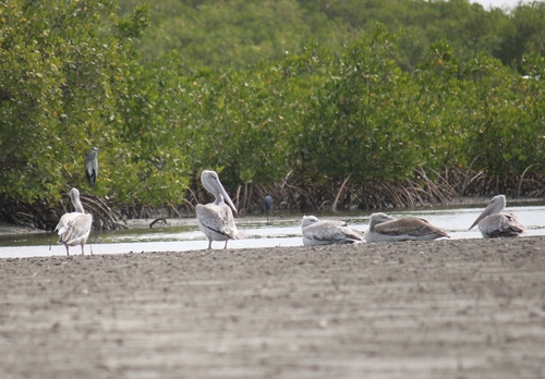 iNaturalist: (c) Marina Nikonorova, some rights reserved (CC BY-NC), uploaded by Marina Nikonorova iNaturalist image