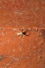 Philodromus rufus