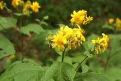 Smallanthus uvedalia