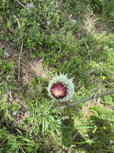 Jurinea mollis, photograph 5