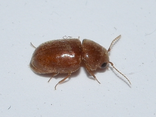 cigarette beetle lasioderma serricorne | Biocontrol of the Tobacco Beetle (Lasioderma serricorne) 
