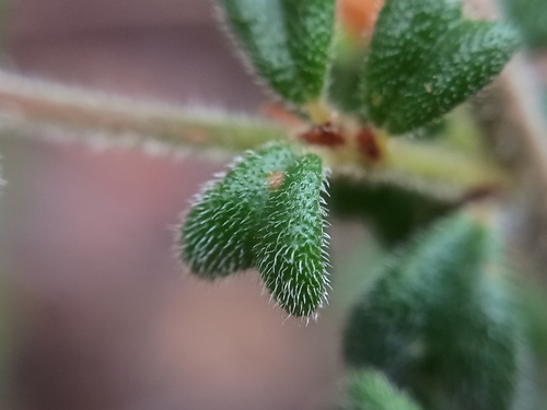 Pultenaea scabra, photograph 6