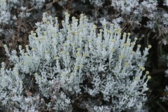 Santolina decumbens, photograph (c) Antoine Thivolle, some rights reserved (CC BY)