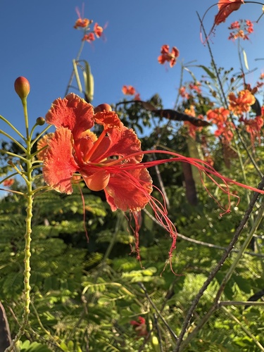 peacock flower