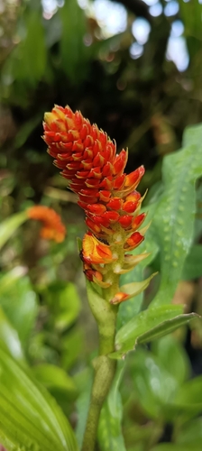 Elleanthus hymenophorus (Rchb.f.) Rchb.f. 4