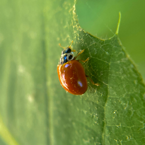 Saffron Lady Beetle photographed in Pennsylvania