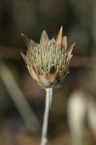 Xeranthemum inapertum, photograph 4