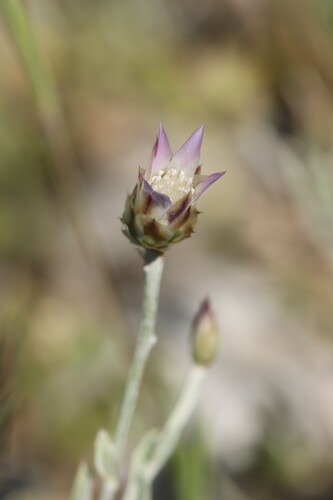 Xeranthemum inapertum, photograph 3