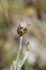 Xeranthemum inapertum, photograph (c) Antoine Thivolle, some rights reserved (CC BY)