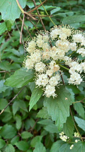 Southern Toothed Viburnum