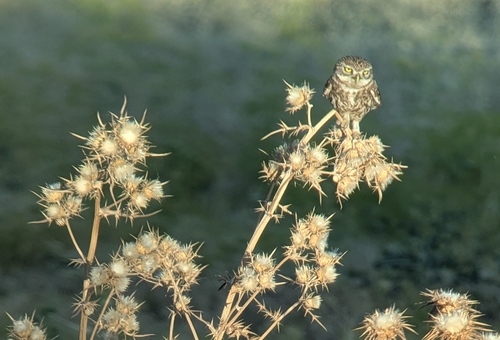 Little Owl