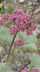 Lomatium columbianum