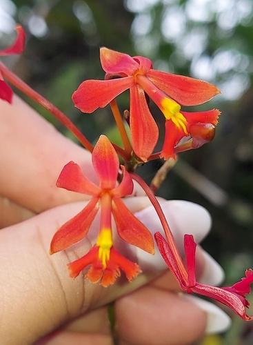 Epidendrum baumannianum Schltr. 2