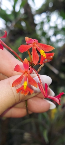 Epidendrum baumannianum Schltr. 3