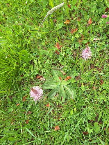 Hoary Plantain