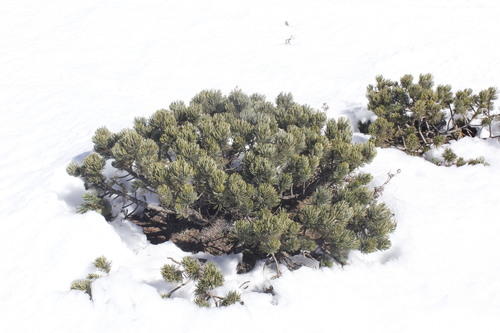 Potosi pinyon