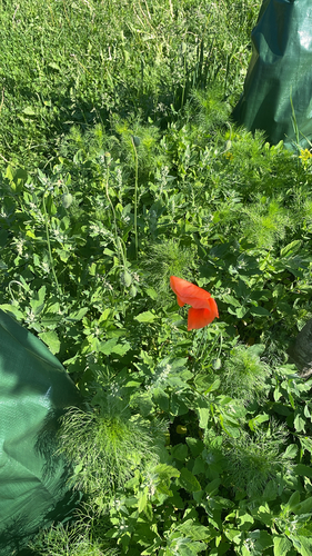 Long-headed poppy