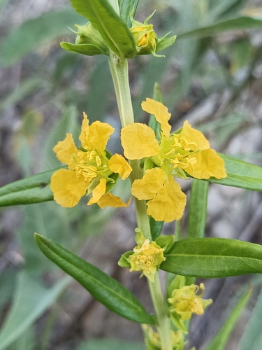 Heimia salicifolia, photograph 3