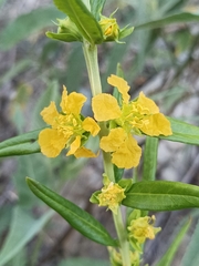 Heimia salicifolia, photograph (c) MarvalPhotography19, some rights reserved (CC BY)