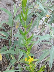 Heimia salicifolia, photograph (c) MarvalPhotography19, some rights reserved (CC BY)