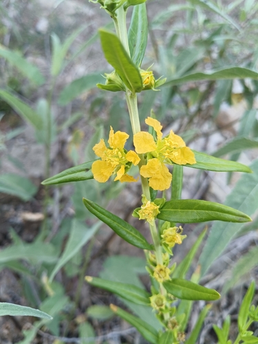 Heimia salicifolia, photograph 5