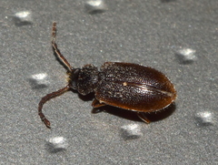 Anaedus