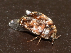 Trogoderma sternale sternale