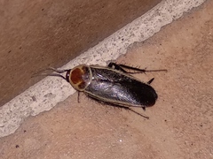 Pseudomops interceptus